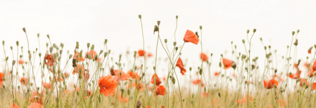 The Important Role of Life Insurance Plays in Your Life